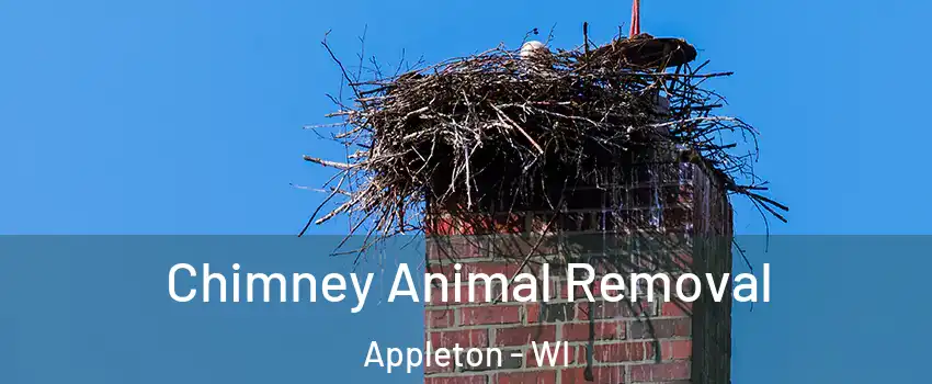  Chimney Animal Removal Appleton - WI