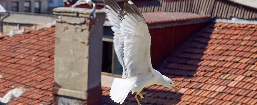 Residential Chimney Animal Removal Solution in Appleton, WI