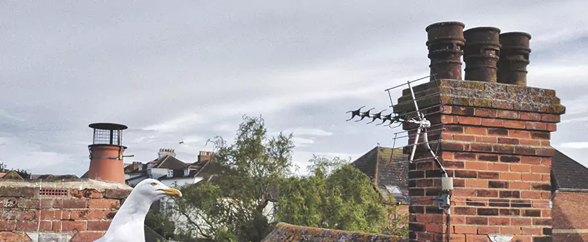 Chimney Cleaning And Restoration in Appleton, Wisconsin